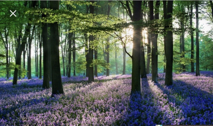 You Don’t Have to Clear the Forest to Find the Light